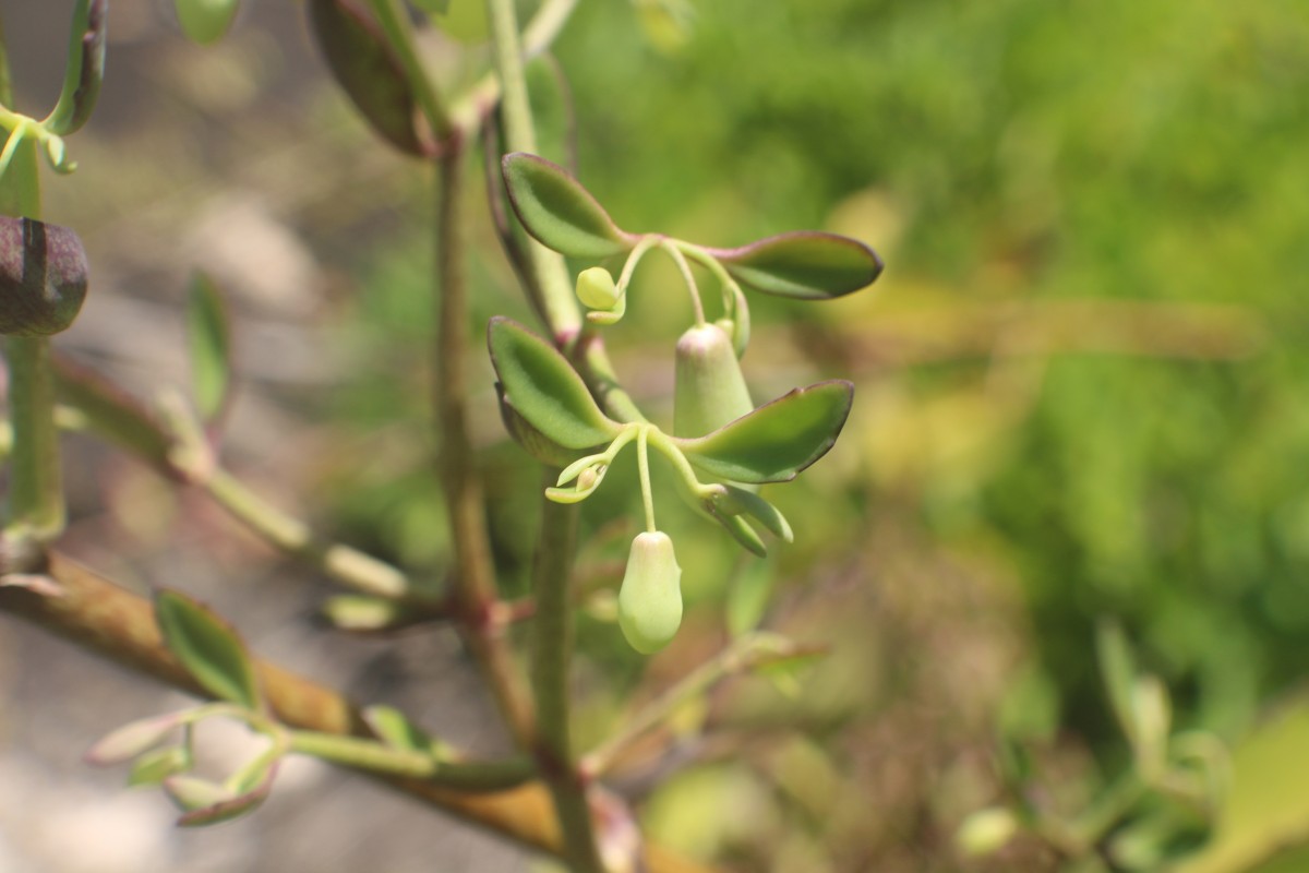 Kalanchoe pinnata (Lam.) Pers.